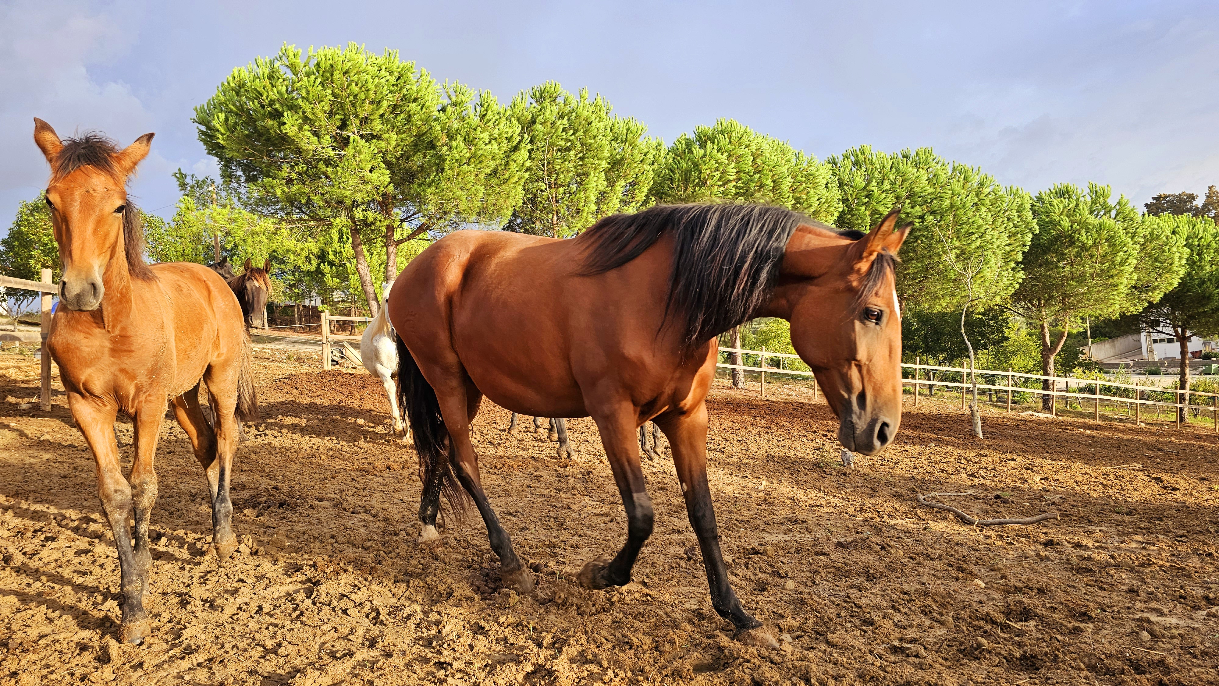 Cavalo Lusitano da Quinta do Solposto