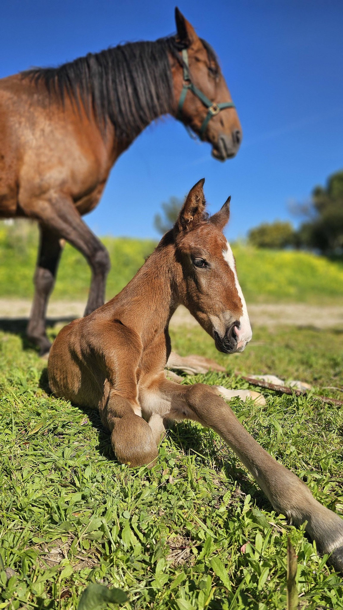 Cavalo Lusitano da Quinta do Solposto