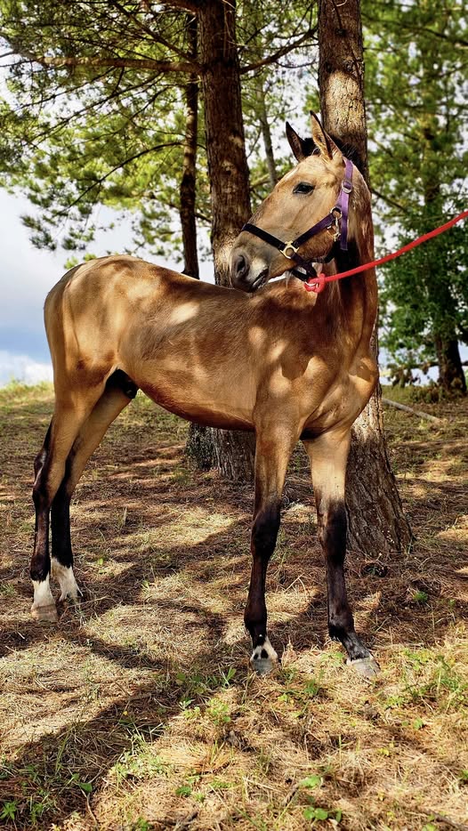 Cavalo Lusitano da Quinta do Solposto